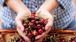 Какво трябва да знаете, когато купувате череши