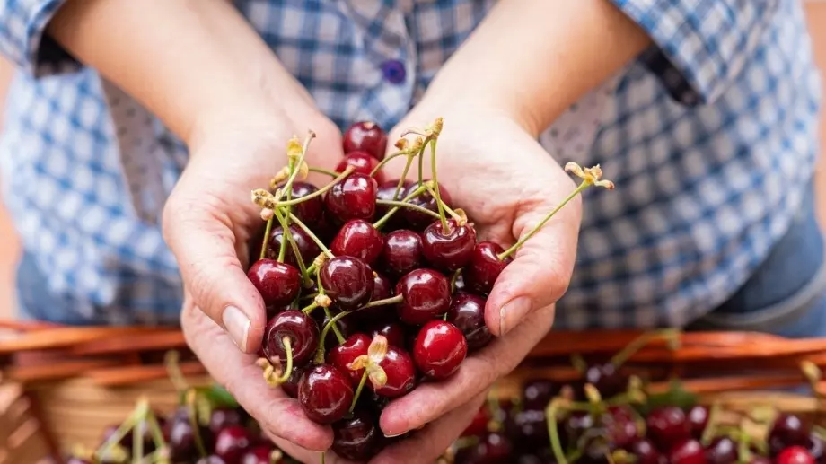 Какво трябва да знаете, когато купувате череши