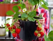 Отглеждане на ягоди в домашни условия - възможно ли е, или е мит?