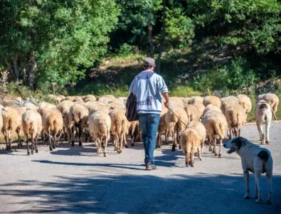 Овцевъдите и козевъдите канят 10 зам.-министри и висши чиновници да разкажат за помощта за сектора