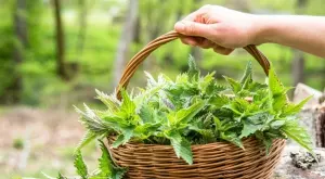 С разтвор от тази билка ще изгоните охлювите от градината си