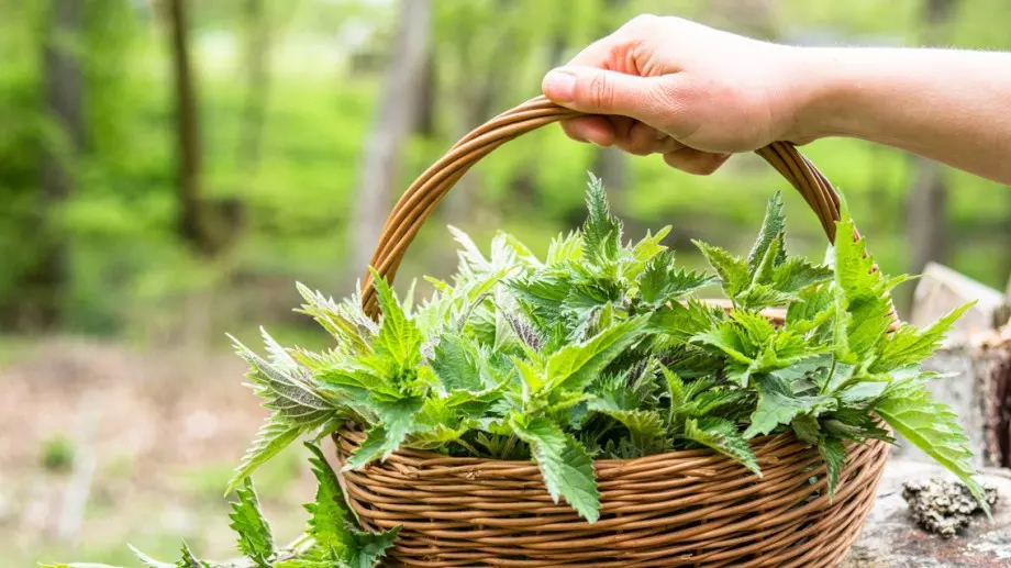 Това е най-сигурният начин за защита на растенията от листни въшки