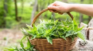5 добри начина да използвате магичната мощ на копривата