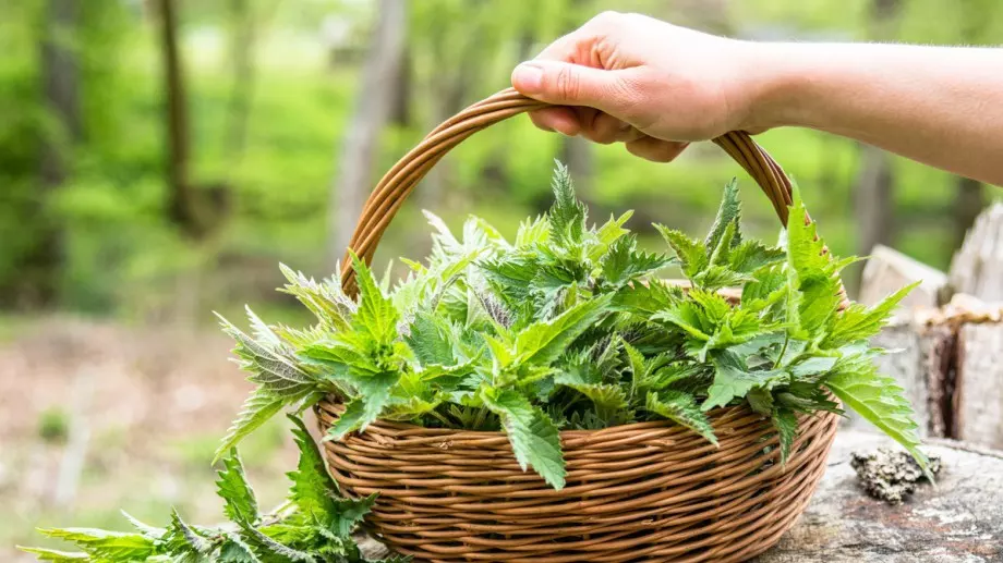 5 добри начина да използвате магичната мощ на копривата