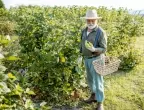 ЕК одобри помощ от 426 млн. лева за земеделските стопани