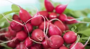 Как да съхранявате репички за оптимална свежест