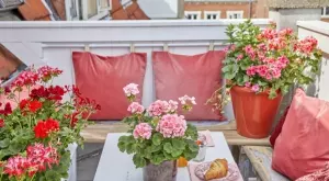 Задължително направете това с мушкатото, за да цъфти дълго и пищно