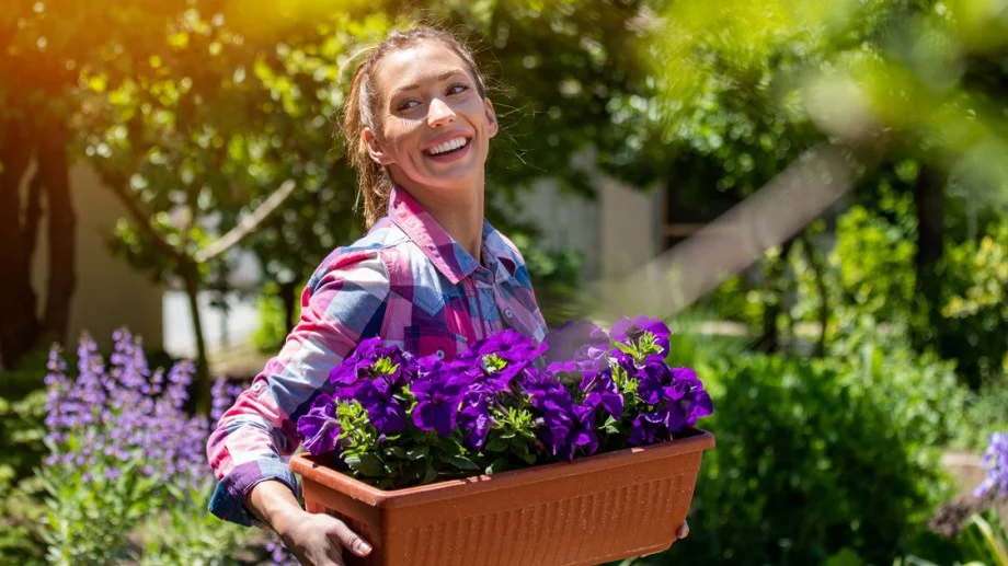 Малките тайни на опитните цветари за пищен цъфтеж на петуниите