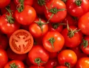 Когато пръскате доматите, винаги добавяйте по лъжица от тази съставка, за да намалите нитратите в тях