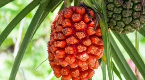 Растения, които са храната на бъдещето