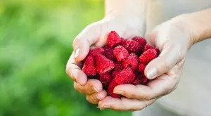 Страхотните ползи от малините   