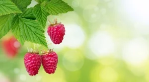 Шведските градинари правят това през септември и реколтата на малините няма прибиране