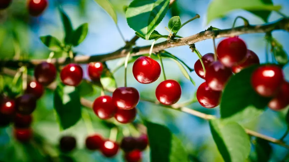 Не засаждайте тези растения до черешата, за да не останете без реколта