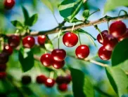 Сироп от вишни без варене – най-старата рецепта, съществувала някога