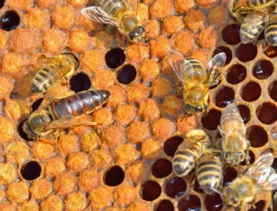 Създадоха първата в света ваксина за пчели