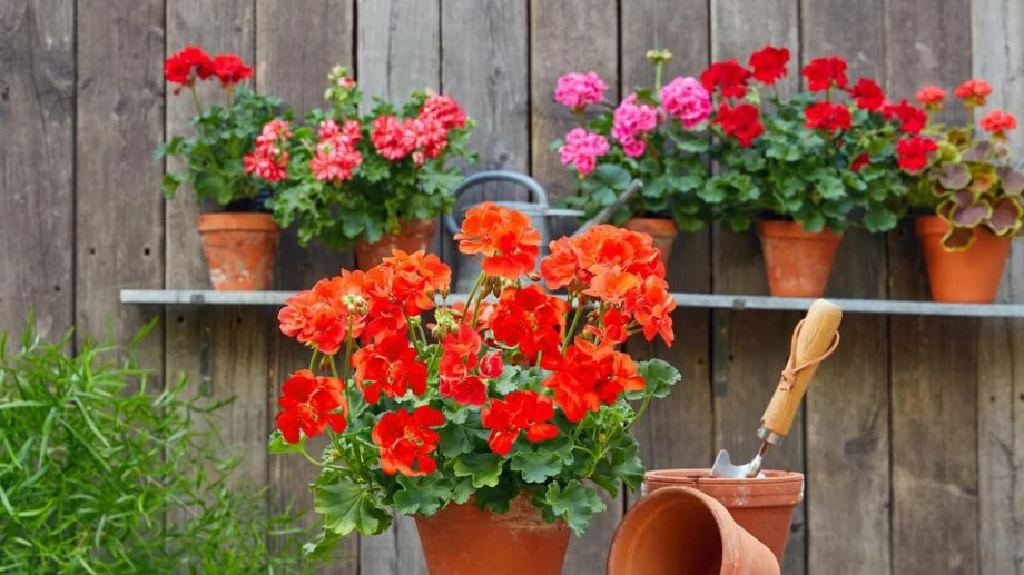 Ако мушкатото не цъфти, направете това и то ще се отрупа с цветове