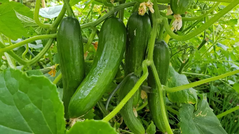 Ако искате да приберете първата реколта от краставици месец по-рано, направете това