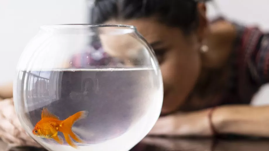 Виц за днес: Една жена хванала златната рибка