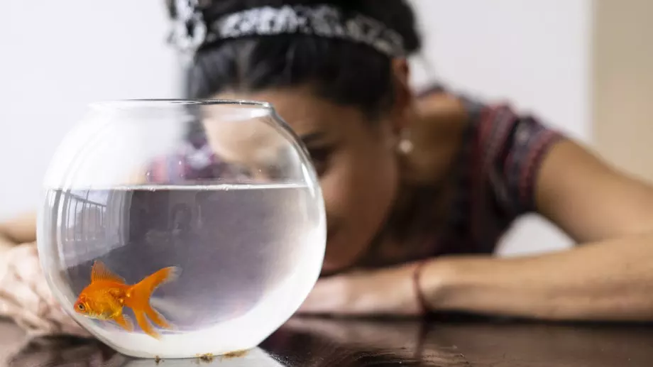 Виц на деня: Плеймейтка хванала златната рибка