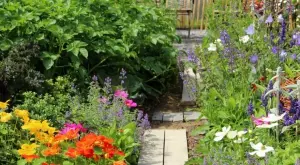 Това са 8 – те признака, които подсказват, че нещо с цветето не е наред