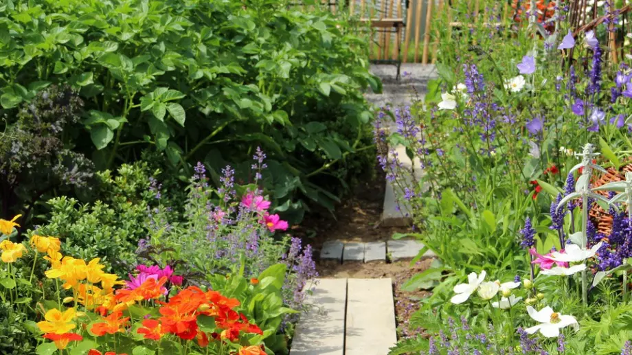 Това са 8 – те признака, които подсказват, че нещо с цветето не е наред