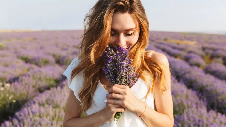 8 страхотни ползи на маслото от лавандула