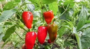 Ако поливате чушките по този начин, реколтата им ще е двойно по-богата