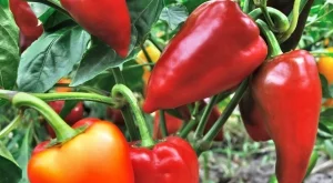 Дори опитните градинари правят тези грешки с пипера през август