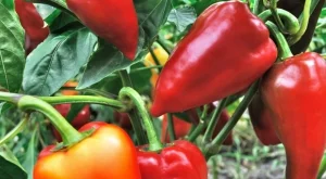 Чушките ще узреят 2 пъти по-бързо, ако ги полеете  с този разтвор