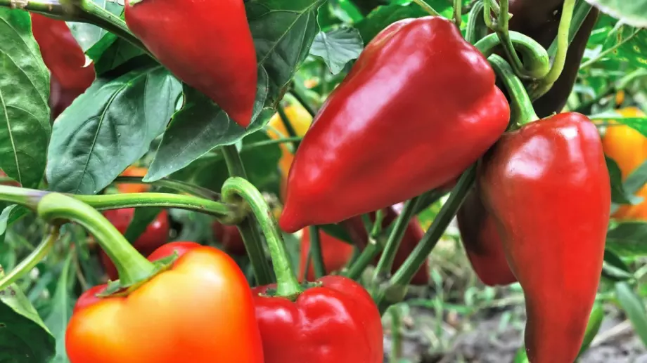 Може би трябва да започнете да ядете чушки по-често - променят тялото по интересен начин