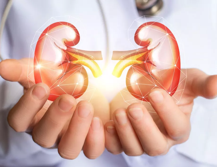 Тези 5 храни са гарант за здрави бъбреци