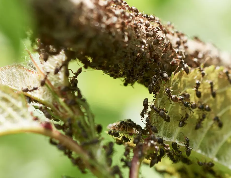 Бабиният лек, който е 100% ефективен срещу мравките