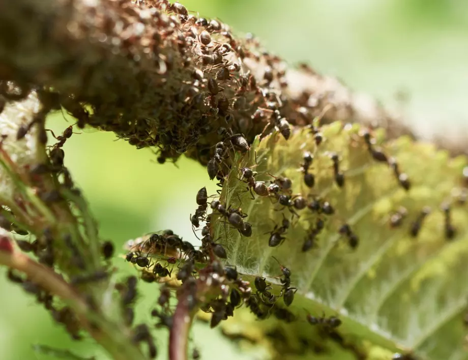 Подправката, която ще прогони мравките от градината ви