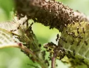 Най-мощният лек, който ще ви избави от мравките в градината за минути