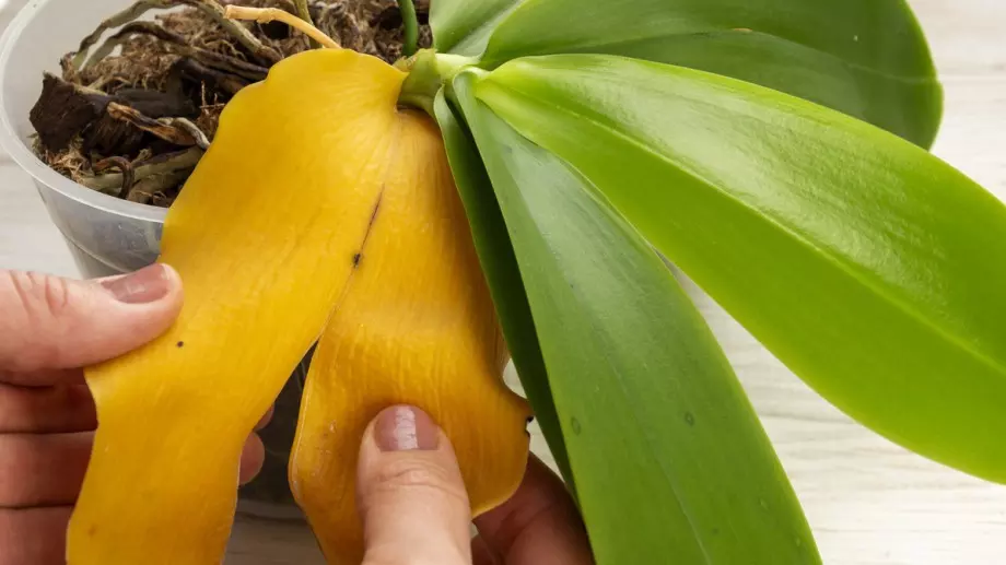 Ако листата на орхидеята пожълтяват, направете това, за да я спасите