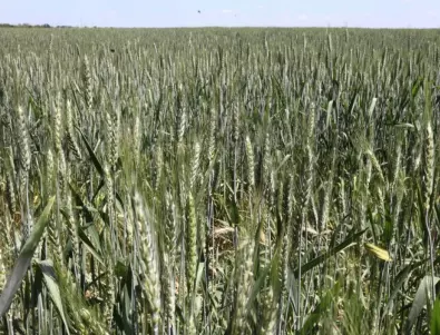 Дунав  - спасителният пояс за украинския износ на зърно 