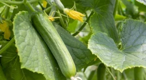 Най-добрите методи за подхранване на краставиците през юли