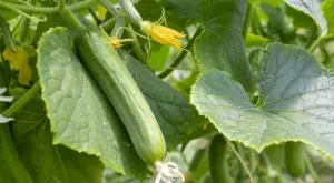 Направете това, за да премахнете горчивината на краставиците