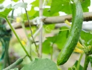 Време е да научите как да ускорите растежа на краставиците – съвети, които всеки градинар трябва да знае!