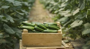 Направете това през юли и ще берете краставици до късна есен