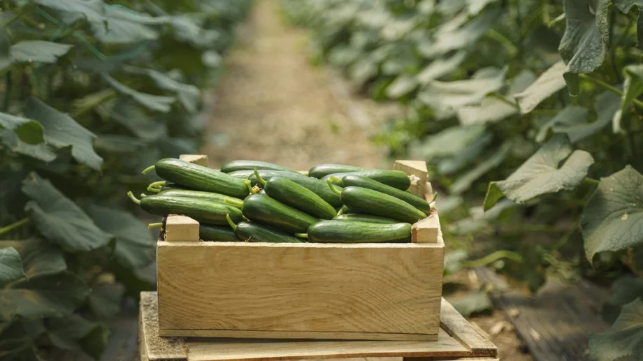 Направете това през юли и ще берете краставици до късна есен