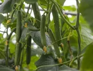 Люспи от лук - кога и как се използват за богата реколта от краставици