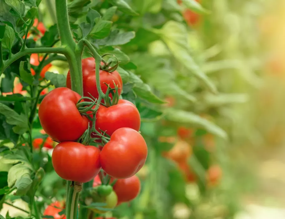 Тънкости за богата реколта от месести домати чак до късна есен