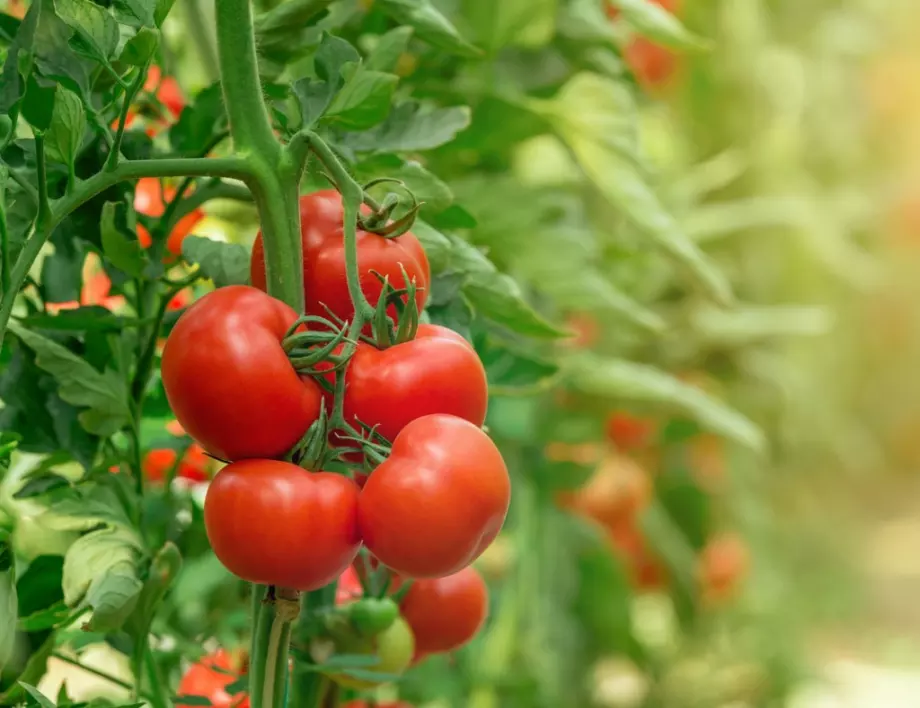 Жегата през юли няма да съсипе доматите, ако направите това