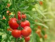 Сложете тези 2 плода под доматите и те ще узреят за нула време 