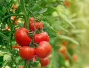 Веднага пригответе този разтвор, ако искате да предпазите доматите от фитофтора