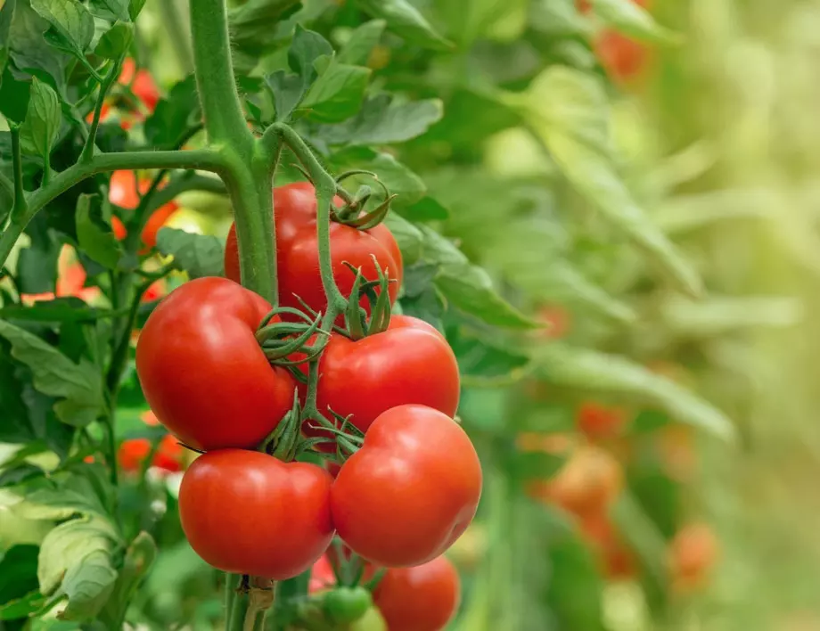 Закъснявате със сеитбата на домати за разсад: Най-бързият начин за отглеждане на силен разсад