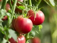 4 позабравени правила за поливане на доматите, които всеки градинар трябва да спазва