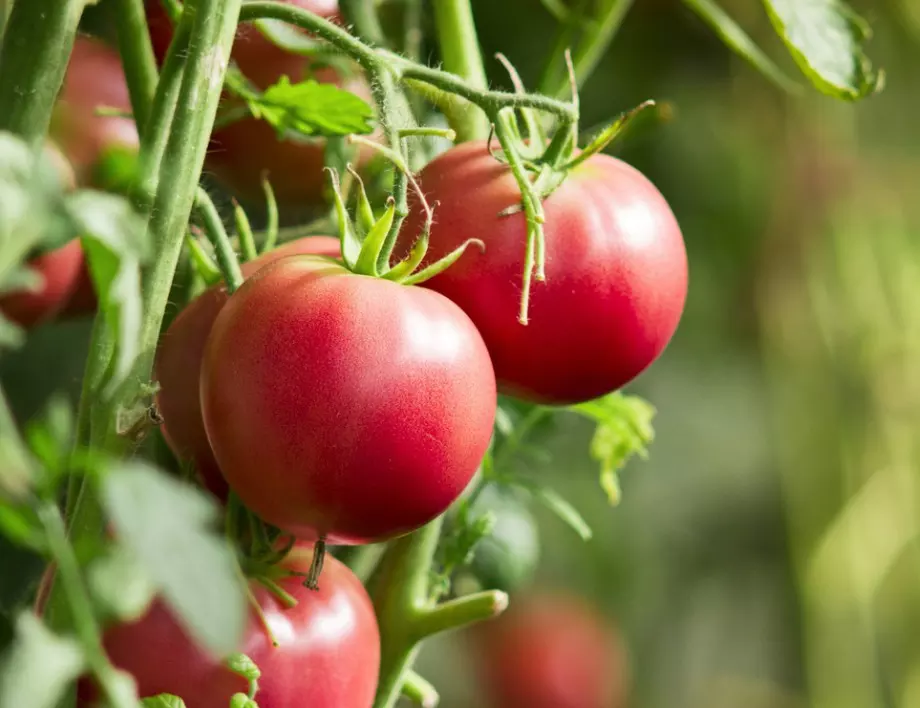 Ако искате доматите да издържат на жегите, полейте ги с това още днес
