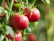 Ако искате да берете едри и месести домати до есента, напръскайте ги с това през юли